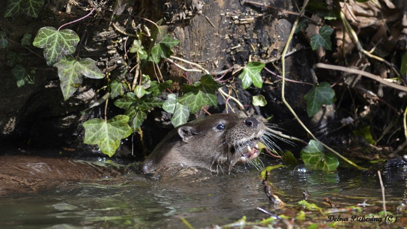 Otter - Wildlife