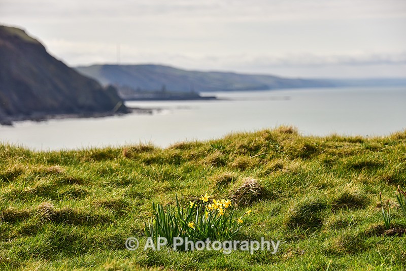 ACP_7148-1 - Clarach to Wallog