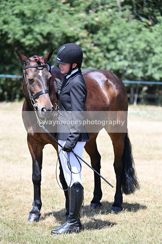 WJ7_2496 - Class 5a Most Handsome Gelding in hand (above 14.2hh)