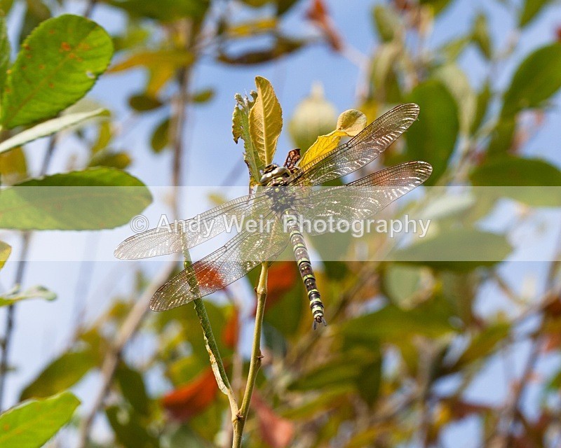 20070915-108 - Dragonflies & Damselflies
