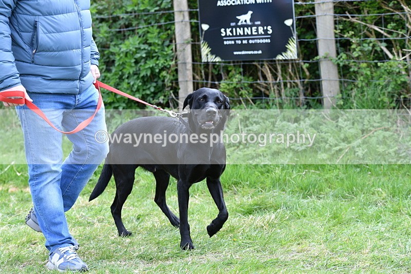 WJ5_9487 - Class 3 Most Handsome Dog