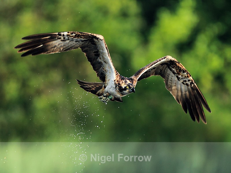 Osprey (green DY) in flight after a dive for fish - Osprey