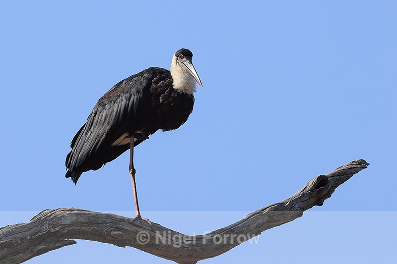 Asian Woolly-necked Stork on one leg, Bandhavgarh National Park, India - Asian Woolly-necked Stork