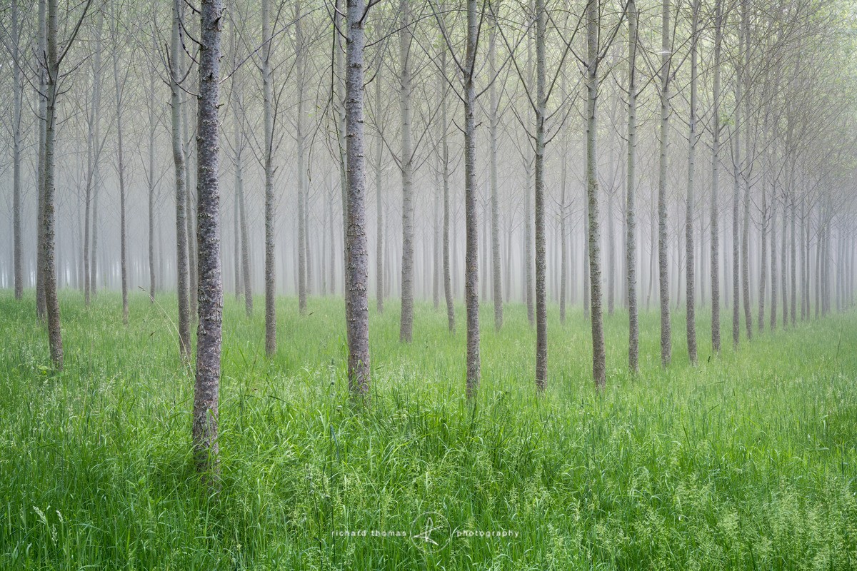 Hundreds of Poplar trees in a planted English forest full of mist of a June morning