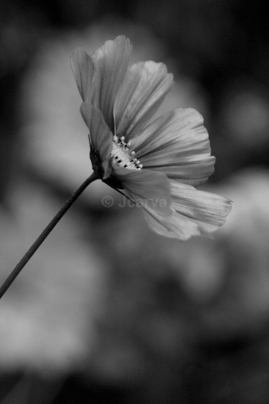 Red petal - B&W01