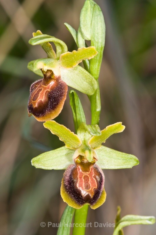 early spider orchid (Ophrys sphegodes) - Orchids - Ophrys