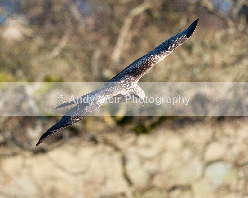20100130-IMG_2847 383 - Black Kite