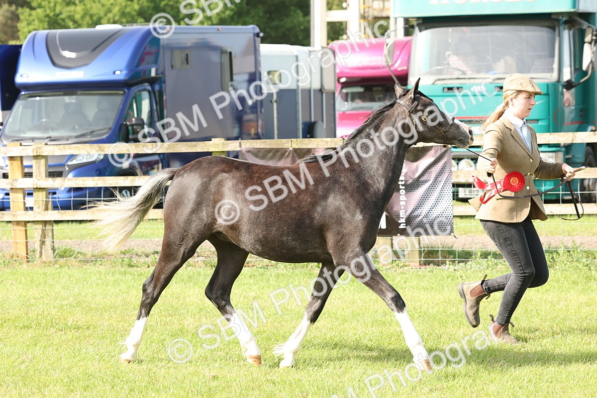 SBM_00716 - Class 6-13 - Mountatin and Moorland In Hand Welsh Breeds