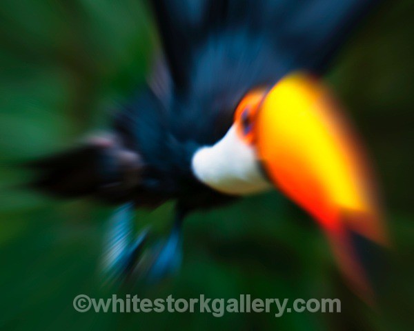 Toucan - Wildlife and Animals: Art