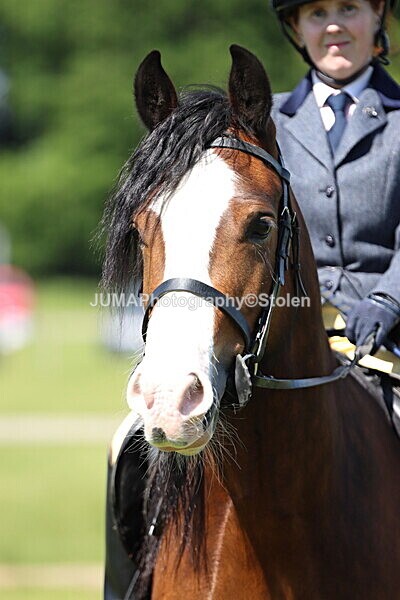 IMG_4151 - Working Hunter