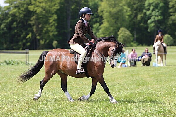 IMG_3442 - Working Hunter