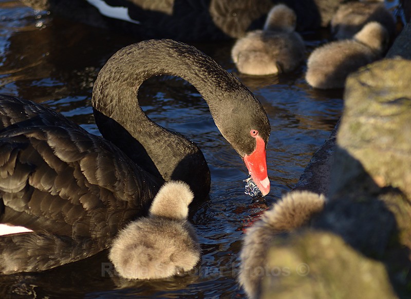  - Dawlish (mainly black swans)