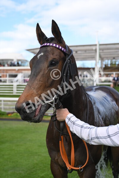 yr12052022r6-31 - Race 6 4.45pm Frank Whittle Partnership EBFstallions.com Maiden Stakes
