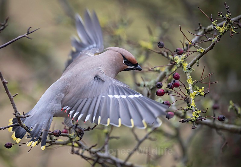 WAXWING 19 - WAXWINGS. February 2024 [Halkyn Mountain, North Wales. UK ]