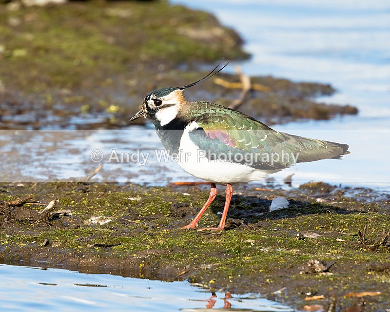 20150322-8E0A8396 - Lapwing