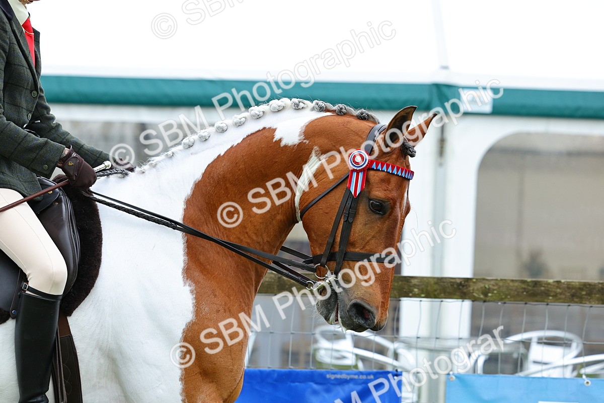 SBM_02458 - Class 9-11 Side Saddle including LIHS Rising Star Ladies Show Horse