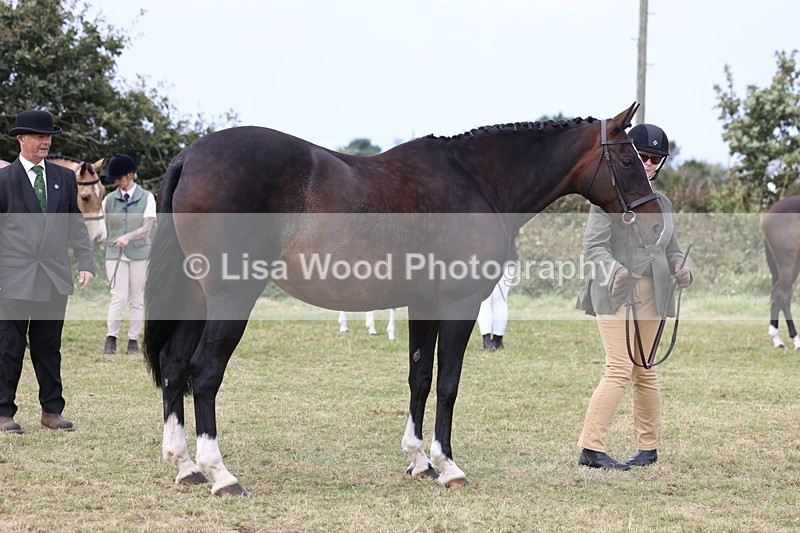 3E7A5556 - Class 20: Sports Horse In Hand