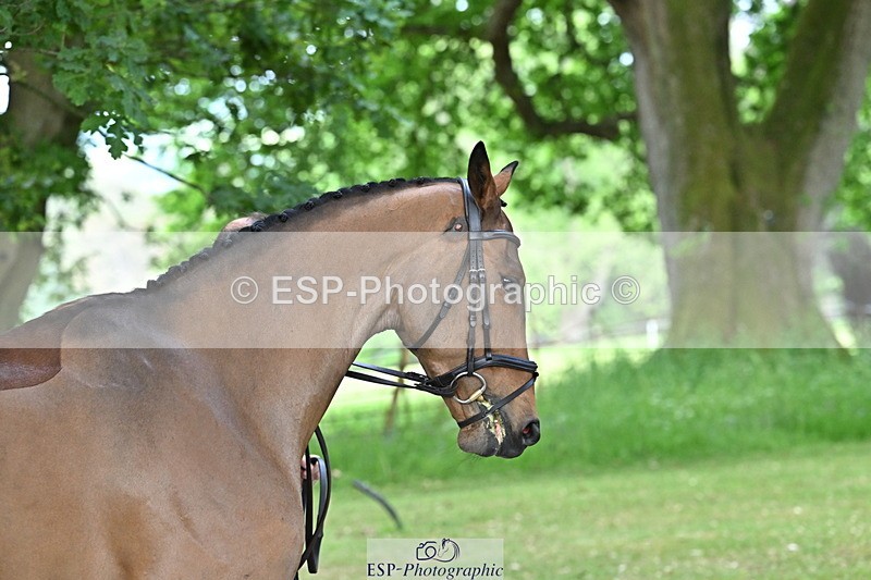 250521A-170434-01507 - C-284-Harry.Dzenis-KILBUNNY.MAXIMUS