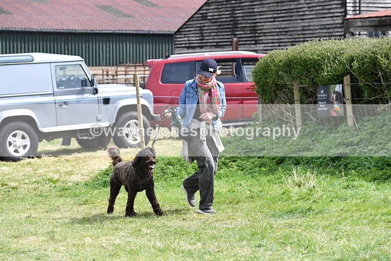 WJ5_9597 - Class 3 Most Handsome Dog