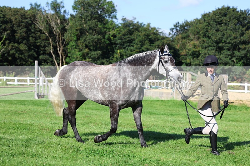 3E7A7665 - Class 1: Novice Working Hunter Pony