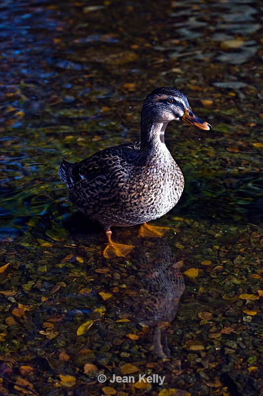 Mallard Duck - DSC_7691 - Birds