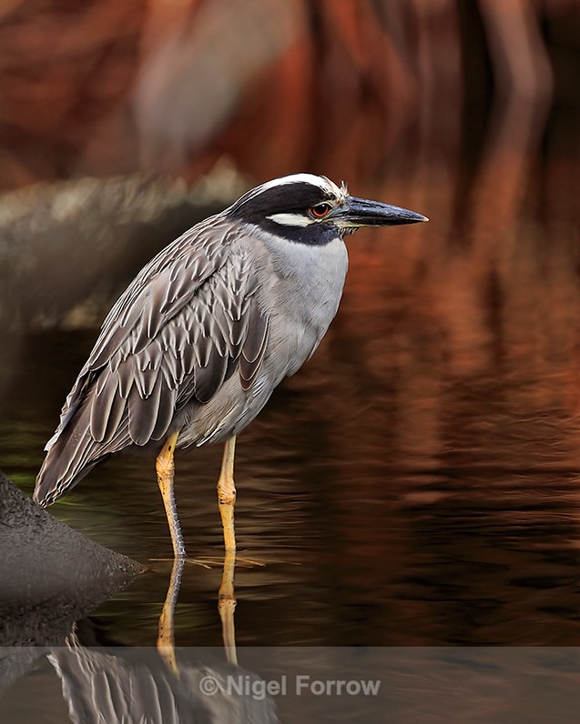 Yellow-crowned Night-heron wading in the water at Tortuguero - Yellow-crowned Night-heron