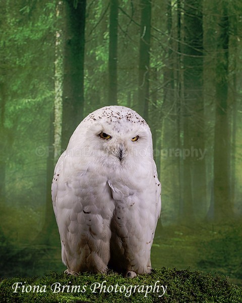 wow studio feb-1 - Birds of Prey