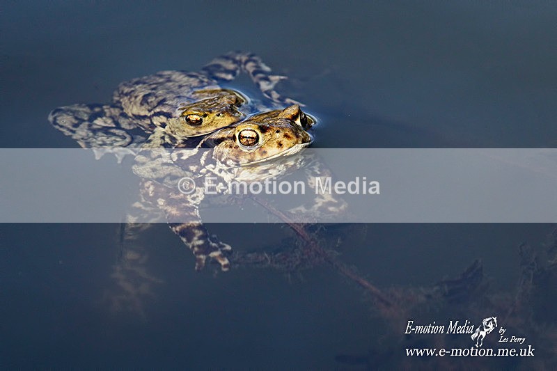 Toad 210314 217a - Nature