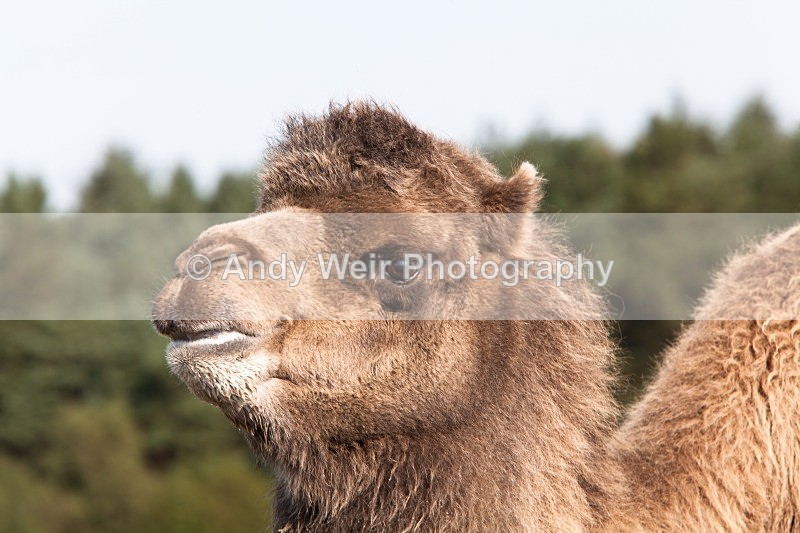 20120903-_MG_9820 - Captive Animals