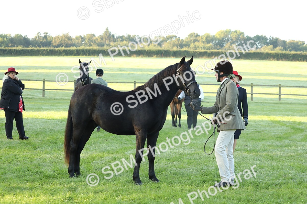 SBM_57840 - S42 - Youngstock