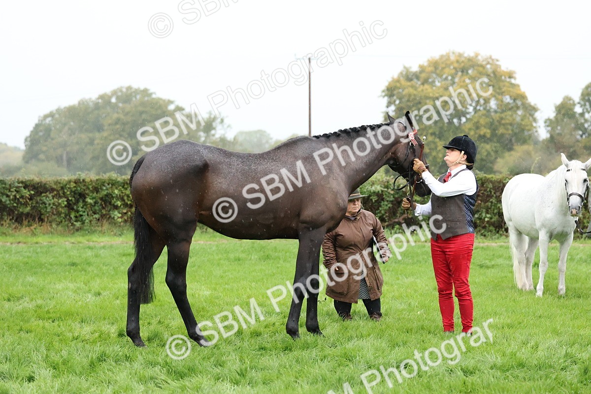 SBM_35310 - S10 - Best In Hand Horse & Pony