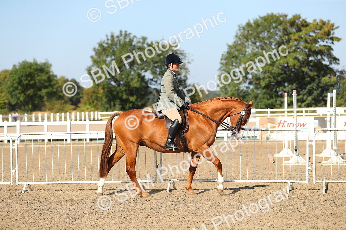 SBM_02181 - Class 43 Ridden Competition Horse/Pony