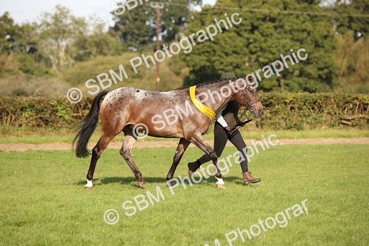 SBM_59399 - S52 - Other Coloured Horse In Hand
