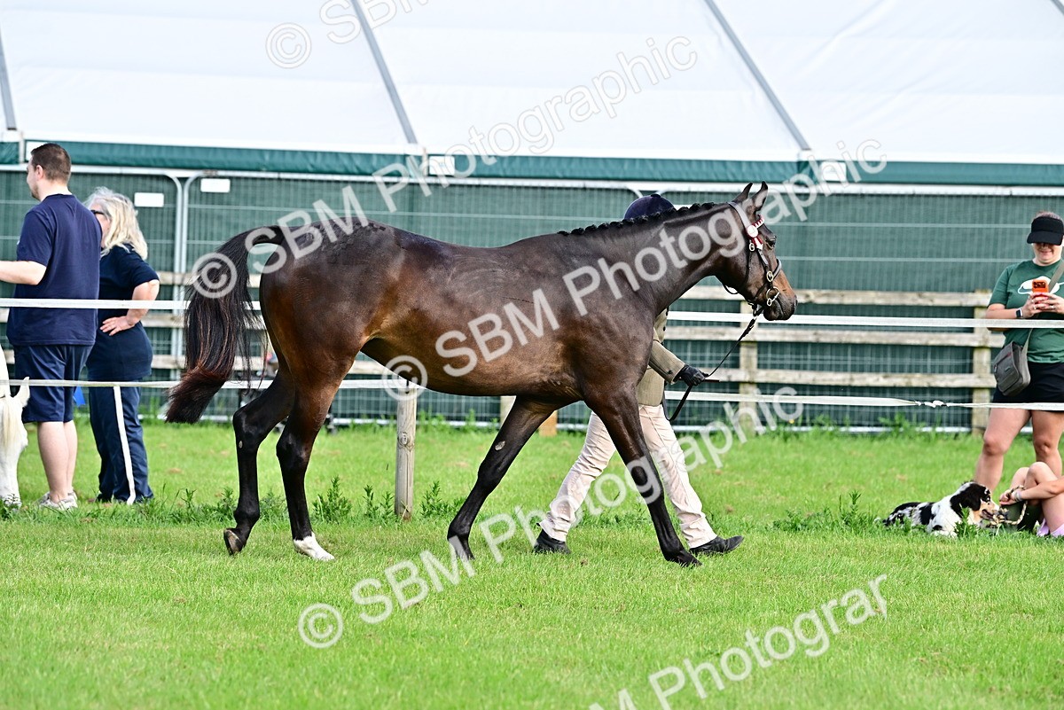 SBM_00074 - Class 46-49 - Arab and Part Bed-Anglo Arab In Hand
