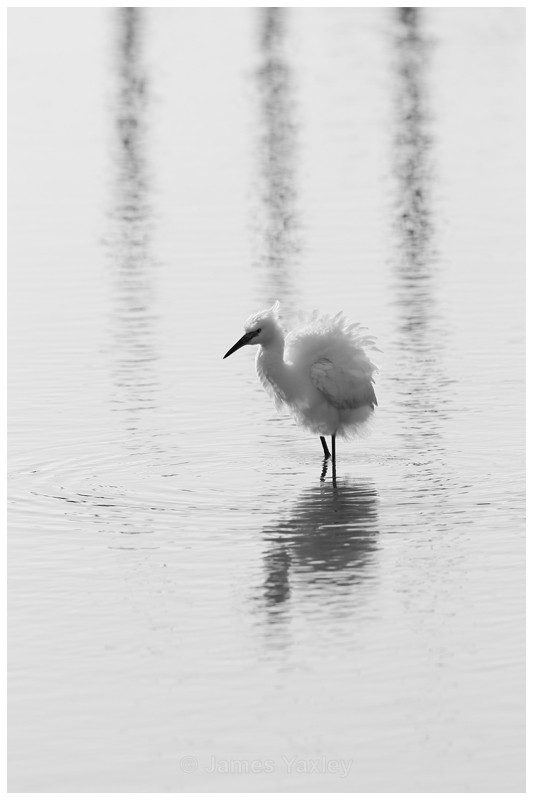 Little Egret at Thornham Staithes - Coast and Marine