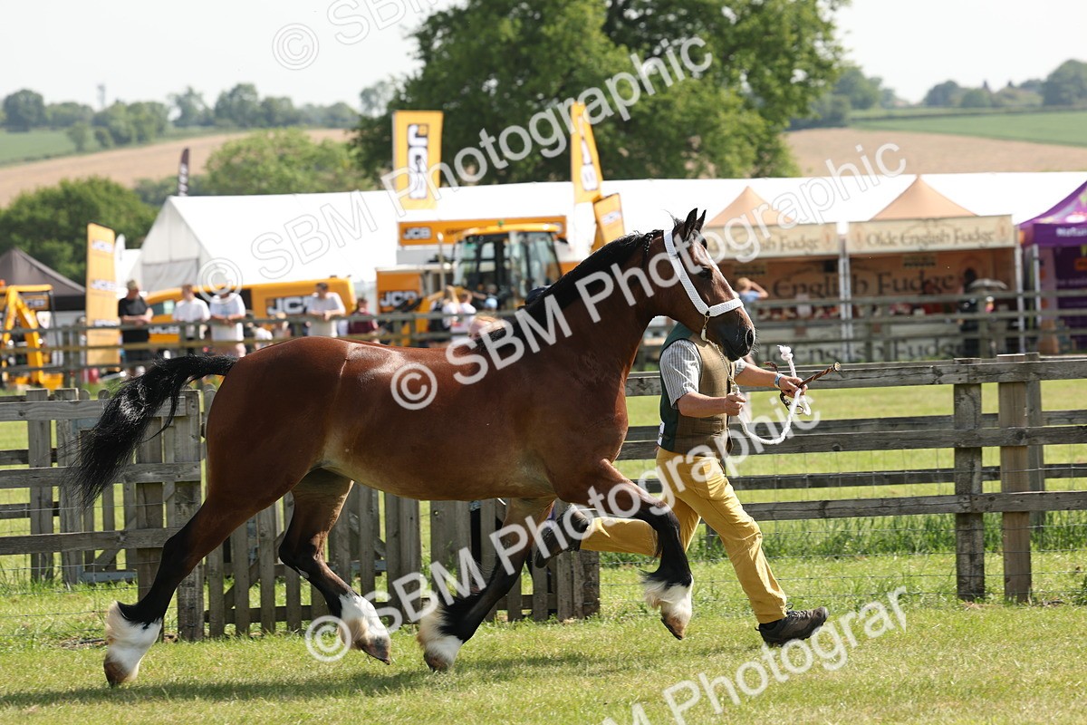 SBM_02215 - Class 6-13 - Mountatin and Moorland In Hand Welsh Breeds