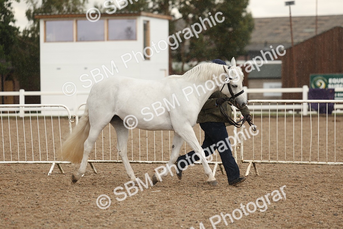 SBM_07731 - Class 27 - IH Competition Horse/Pony