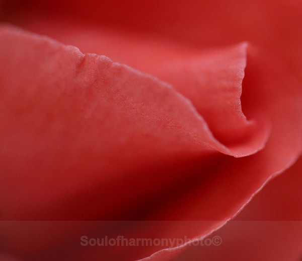 Delicacy Of Love - Feature Series