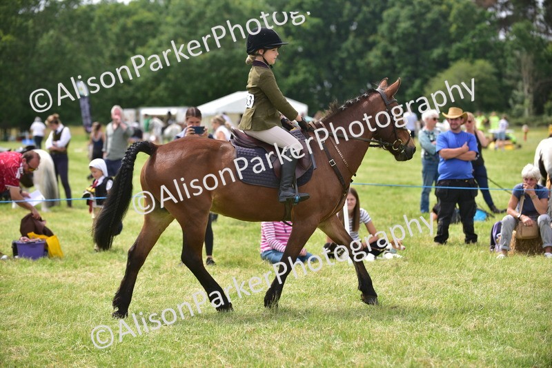 20260614-3982 - Class 16 - Handsome Gelding
