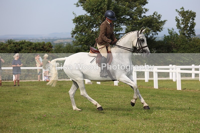 JPP_4240 - Class 25: Working Show Horse