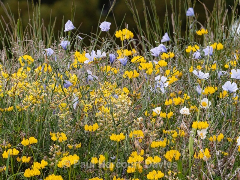 Horseshoe Vetch (Hippocrepis commosa  - Gargano - Flowers in the Landscape