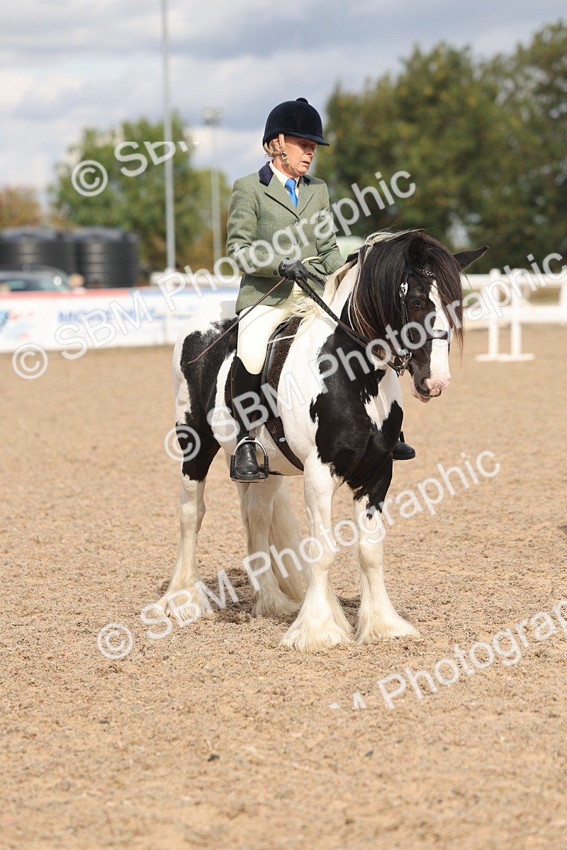 SBM_14669 - Class 307 - Ridden Coloured Pony