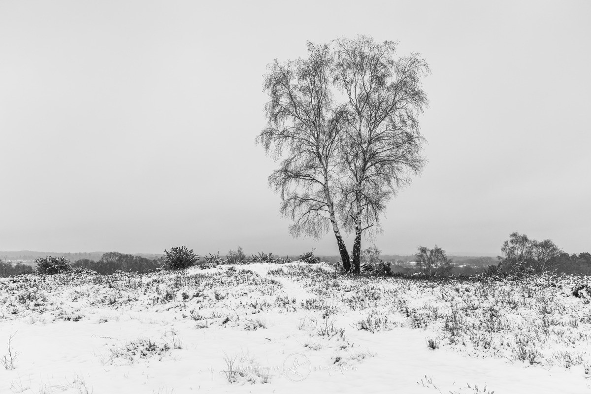 Silver split - WINTER