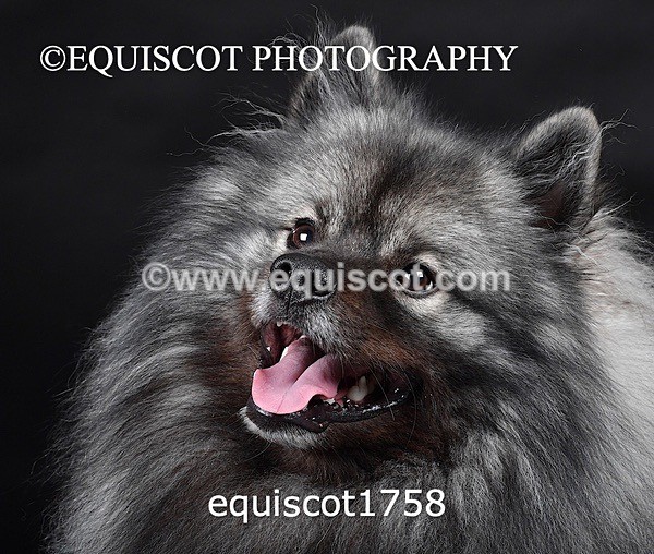 equiscot1758 copy - HONEY & SHADOW