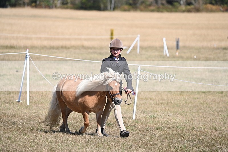 WJ6_8721 - Class 37b Best Loan Pony In-hand