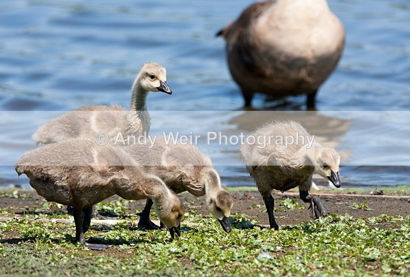 20090531-078 - Geese