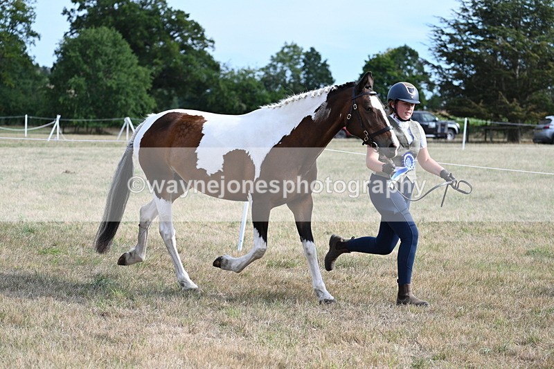 WJ7_8184 - In-hand Championship