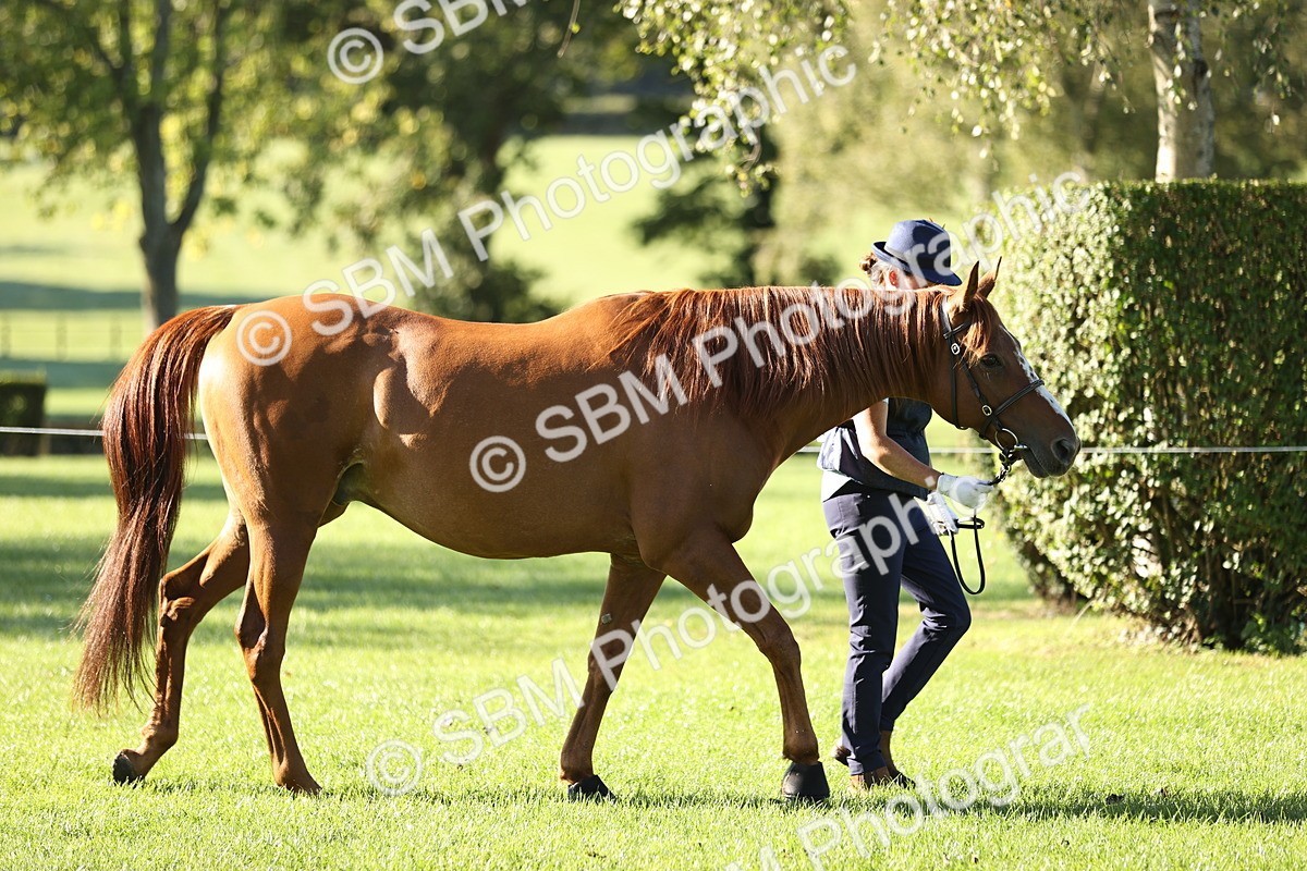SBM_15765 - S1 - TSR in Hand Horse & Pony Showing
