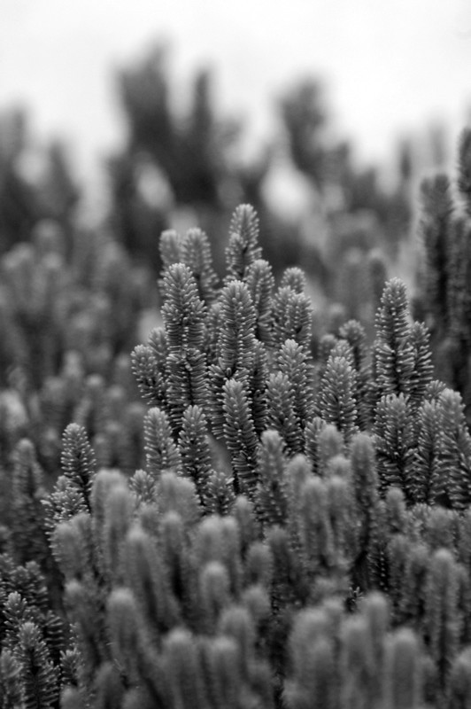 Bunches - B&W01