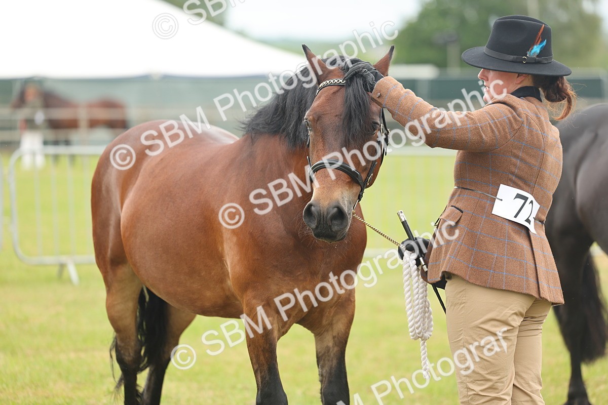 SBM_04919 - Class 50-57 - M&M Welsh Pony In Hand